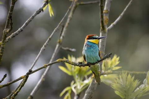 A European Bee-eater (Merops apiaster) on a branch in its natural environme.. Stock Photos