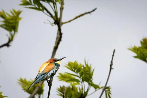 A European Bee-eater (Merops apiaster) on a branch in its natural environme.. Foto stock