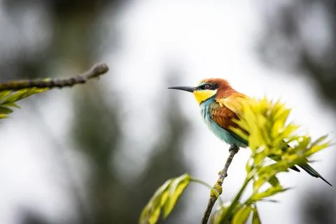 A European Bee-eater (Merops apiaster) on a branch in its natural environme.. Stock Photos
