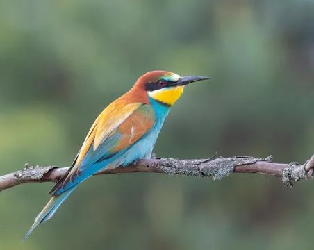 European bee-eater, merops apiaster. A bird sits on a branch on a beautiful.. Stock Photos