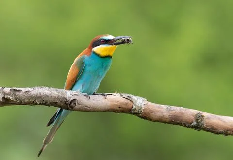 European bee-eater, merops apiaster. A bird with its prey in its beak sits .. Stock Photos