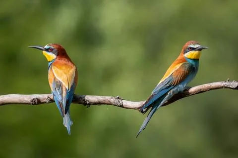 European bee-eater, merops apiaster. Two birds sitting on a branch on a bea.. Foto stock