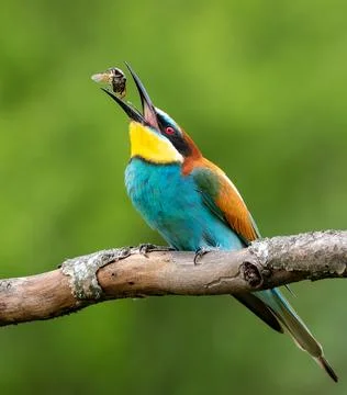 European bee-eater, merops apiaster. A bird flips a beetle with its beak to.. Foto stock