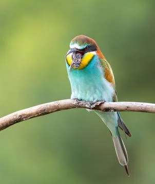European bee-eater, merops apiaster. The bird regurgitates droppings, insec.. Foto stock