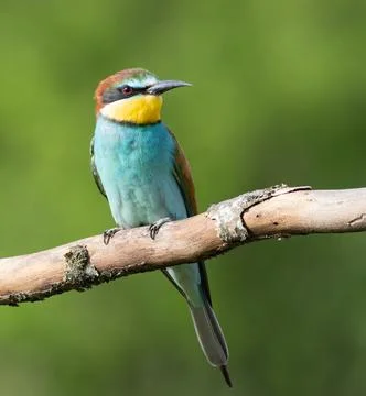 European bee-eater, merops apiaster. A beautiful bird sits on a flat backgrou Foto stock