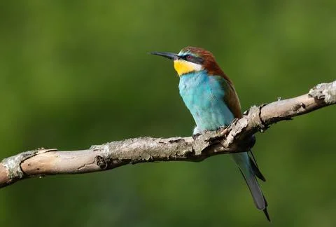 European bee-eater, merops apiaster. Early in the morning A bird sits on a .. Foto stock