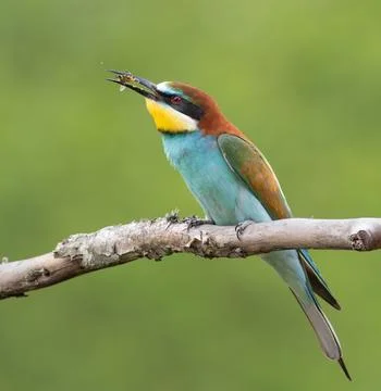 European bee-eater, merops apiaster. Bird catches a bee, sitting on a branc.. Stock Photos