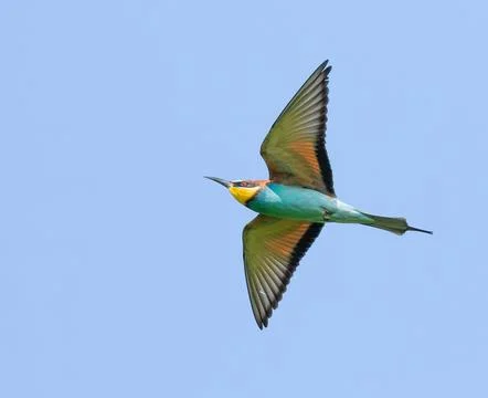 European bee-eater, merops apiaster. A flying bird against the sky Stock Photos