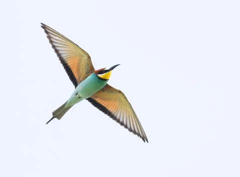 European bee-eater, merops apiaster. A flying bird against the sky Stock-Fotos
