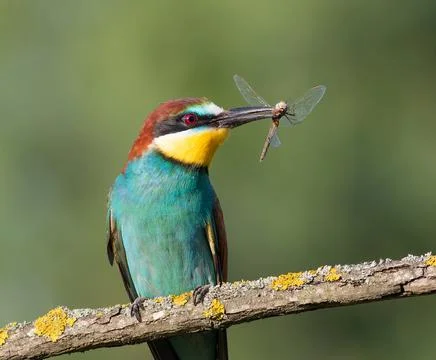 European bee-eater, merops apiaster. A bird sitting on a branch, holding a .. Stock Photos