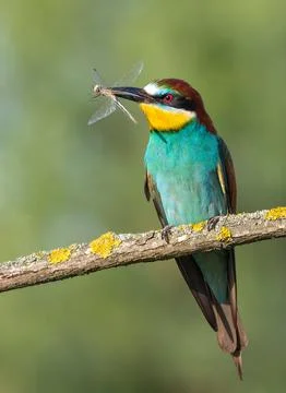 European bee-eater, merops apiaster. A bird with a dragonfly in its beak si.. Foto stock