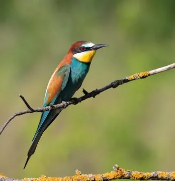 European bee-eater, merops apiaster. Beautiful bird sitting on a branch, bl.. Stock Photos
