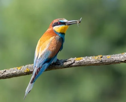 European bee-eater, merops apiaster. A bird sits on a branch, holding a bee.. Stock Photos