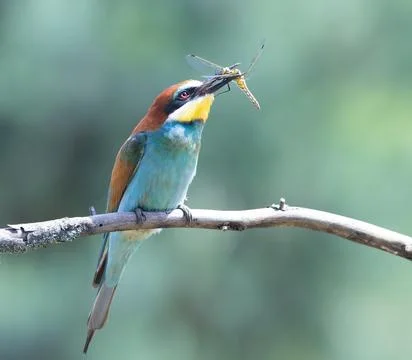 European bee-eater, merops apiaster. A bird catches a dragonfly, holds it i.. Stock Photos