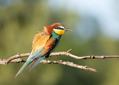 European bee-eater, merops apiaster. A bird sits on a branch with its feath.. Stock-Fotos