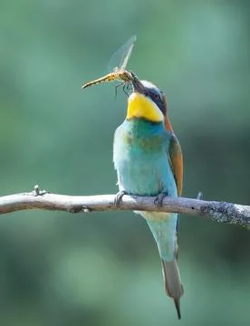 European bee-eater, merops apiaster. A bird sits on a branch with a dragonf.. Foto stock