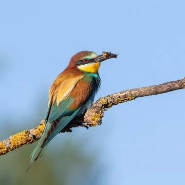 European bee-eater, merops apiaster. A bird sits on a beautiful branch with.. Stock Photos