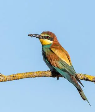 European bee-eater, merops apiaster. A bird sits on a branch, holding a bee.. Foto stock