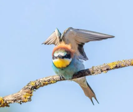 European bee-eater, merops apiaster. A bird sits on a branch against the sk.. Foto stock