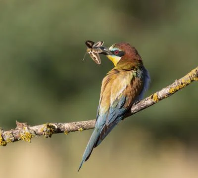 European bee-eater, merops apiaster. A bird sits on a branch, holding its p.. Stock-Fotos