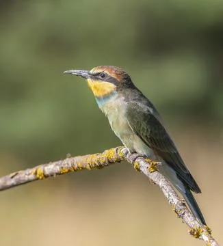European bee-eater, merops apiaster. The chick flew out of the nest and lan.. Stock Photos
