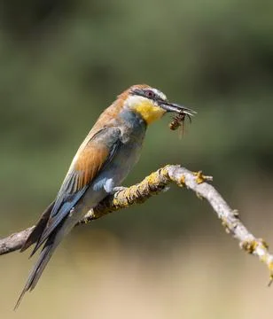 European bee-eater, merops apiaster. A bird sits on a branch, holding its p.. Foto stock