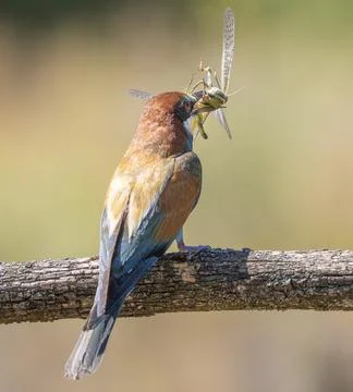 European bee-eater, merops apiaster. The bird caught a migratory locust to .. Stock Photos