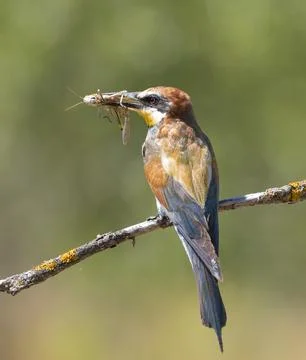 European bee-eater, merops apiaster. A bird sits on a branch, holding a mig.. Stock-Fotos