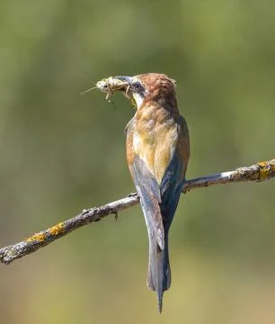 European bee-eater, merops apiaster. A bird sits on a branch, holding a mig.. Foto stock