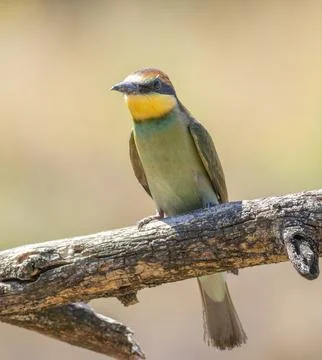 European bee-eater, merops apiaster. The chick flew out of the nest, landed.. Stock Photos