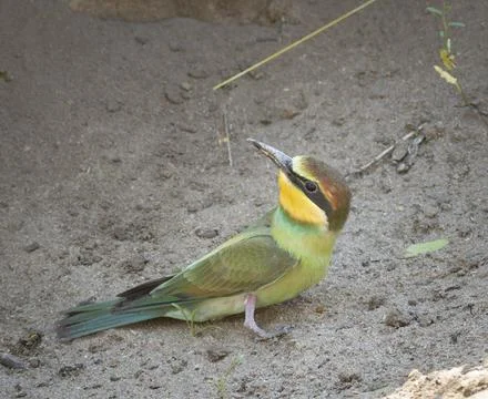 European bee-eater, merops apiaster. The chick is sitting on the ground und.. Stock Photos