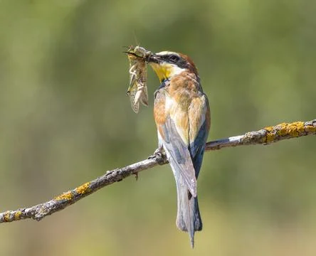 European bee-eater, merops apiaster. The bird caught a migratory locust to .. Foto stock