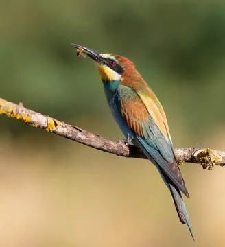 European bee-eater, merops apiaster. A bird caught a bee, sitting on a branch Stock Photos