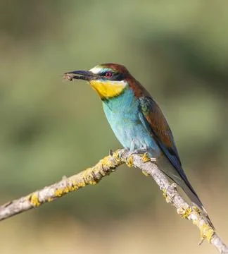 European bee-eater, merops apiaster. The bird caught a bee and is sitting o.. Stock-Fotos