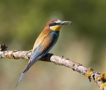 European bee-eater, merops apiaster. The bird caught a bee and is sitting o.. Stock Photos