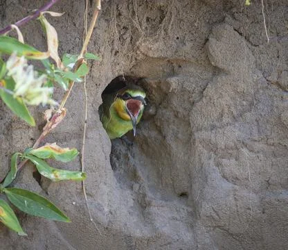 European bee-eater, merops apiaster. The chick peeks out of the nest, openi.. Stock Photos
