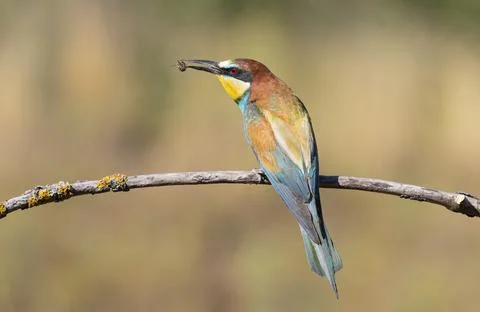 European bee-eater, merops apiaster. A bird caught a bee, sitting on a branch Stock Photos