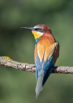 European bee-eater, merops apiaster. A bird sits on a branch against a blur.. Foto stock