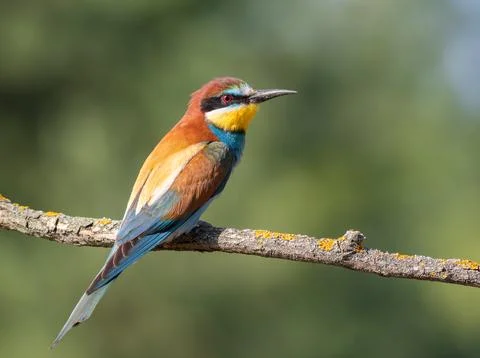European bee-eater, merops apiaster. A beautiful bird sits on a branch Foto stock
