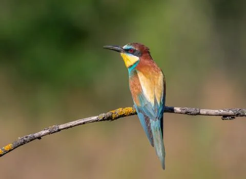 European bee-eater, merops apiaster. A bird sits on a thin branch and calls o Foto stock