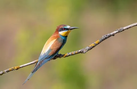 European bee-eater, merops apiaster. A bird sits on a thin branch against a.. Stock Photos