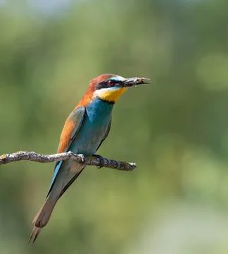 European bee-eater, merops apiaster. A bird sits on a branch with prey in i.. Stock Photos
