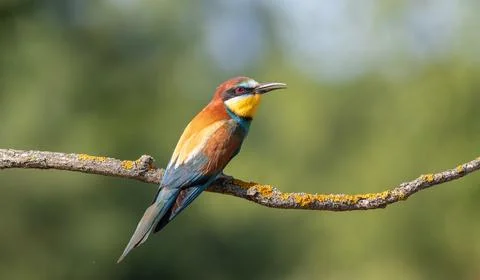 European bee-eater, merops apiaster. A bird sits on a beautiful branch and .. Stock Photos