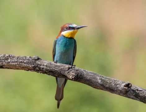 European bee-eater, merops apiaster. A bird sits on a beautiful old thick b.. Stock Photos