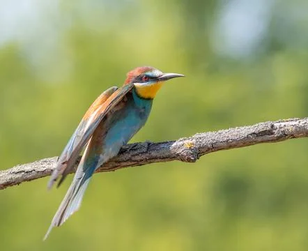 European bee-eater, merops apiaster. A bird stretches its wings while sitti.. Foto stock
