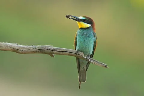 European bee-eater Merops apiaster bird songbird wildlife nature beautiful 库存照片