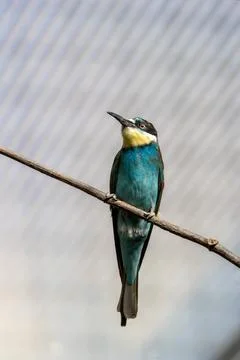 European Bee-eater (Merops apiaster) breeding in southern Europe Foto stock