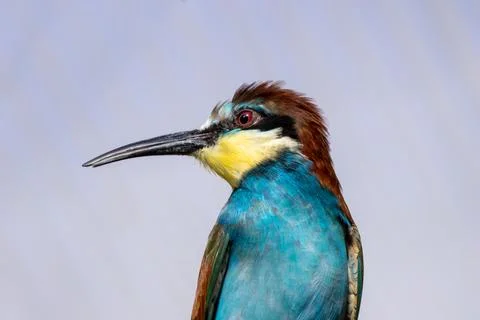 European Bee-eater (Merops apiaster) breeding in southern Europe Foto stock