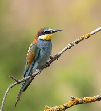 European bee-eater, merops apiaster. A bird sits on a thin branch against a.. Stock Photos