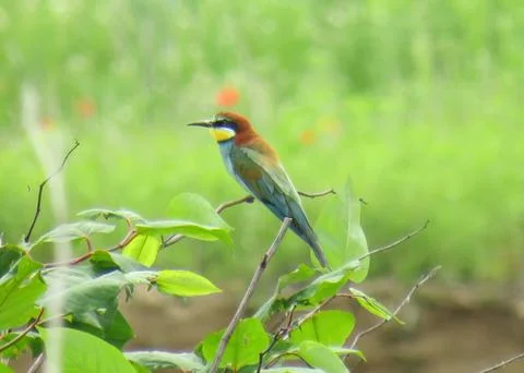 European Bee-eater. Merops apiaster Stock Photos